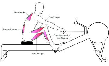 rowing-machine-muscle-impact-2