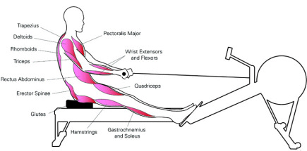 rower in a muscle