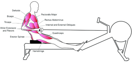 Arm workout on rowing machine sale