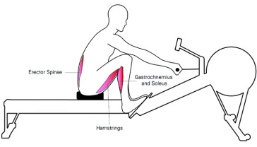 rowing-machine-muscle-impact